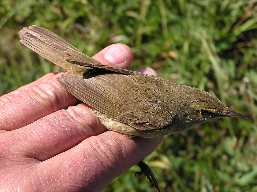 Blyths Reed Warbler, Sundre 20080603